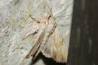 Apamea lithoxylaea