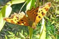 Polygonia c-album