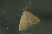 Herminia tarsipennalis
