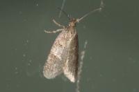 Luquetia lobella