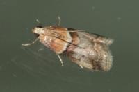 Acrobasis repandana