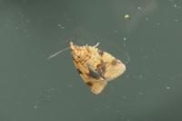 Epagoge grotiana