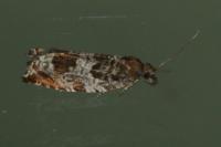 Ancylis achatana