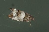 Notocelia trimaculana