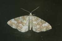 Perizoma flavofasciata