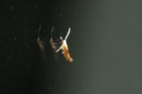 Argyresthia albistria