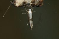 Argyresthia spinosella