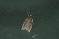 Luquetia lobella
