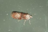Phycita roborella
