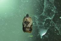 Acleris variegana