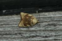 Aleimma loeflingiana