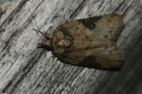 Nycteola revayana