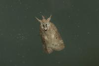 Nycteola revayana
