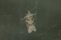 Cnephasia