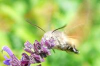 Macroglossum stellatarum