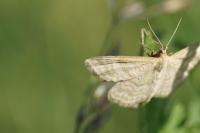 Idaea macilentaria