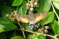 Macroglossum stellatarum