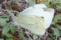 Pieris rapae