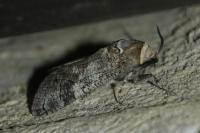 Cossus cossus