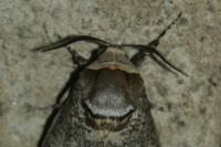 Cossus cossus