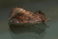 Cosmia pyralina