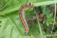 Malacosoma neustria