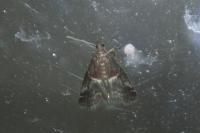 Acrobasis marmorea