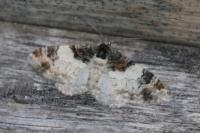 Catarhoe cuculata