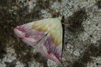 Eublemma purpurina