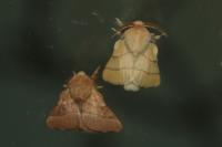 Malacosoma neustria