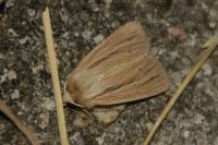Mythimna impura