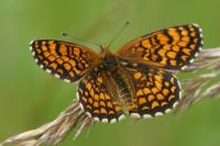 Melitaea athalia