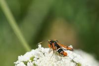 Pyropteron chrysidiforme