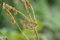 Idaea macilentaria