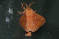 Odonestis pruni