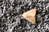 Malacosoma neustria