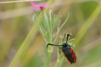 Zygaena filipendulae