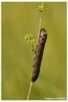 Deilephila elpenor