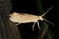 Ypsolopha alpella