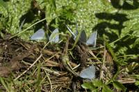 Celastrina argiolus