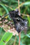Autographa gamma