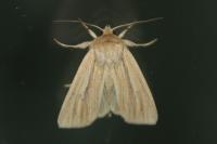 Mythimna impura