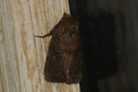 Rusina ferruginea