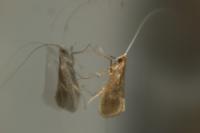 Nematopogon metaxella