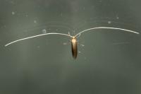 Nematopogon metaxella