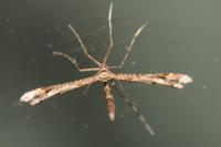 Amblyptilia acanthadactyla