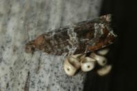 Ancylis achatana