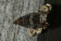 Ancylis achatana