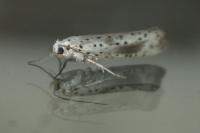 Yponomeuta irrorella