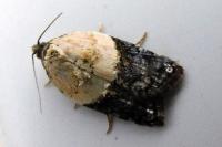 Acleris variegana